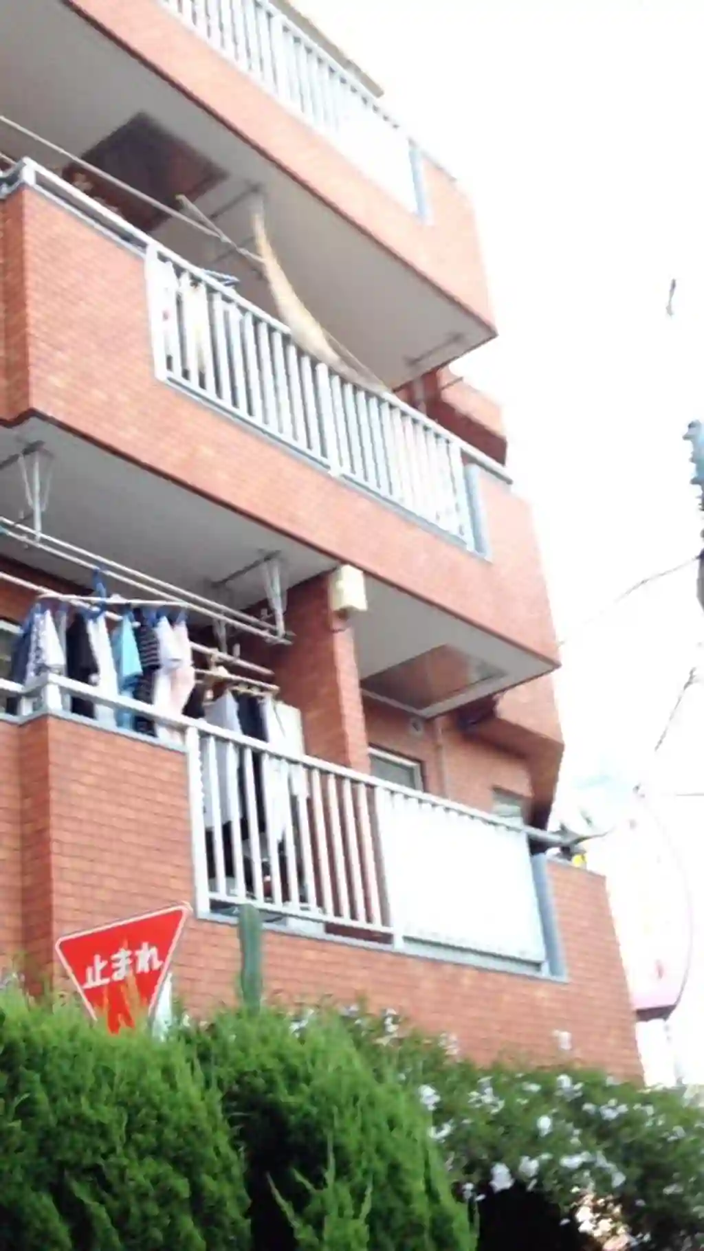 太閤江古田マンション 外観