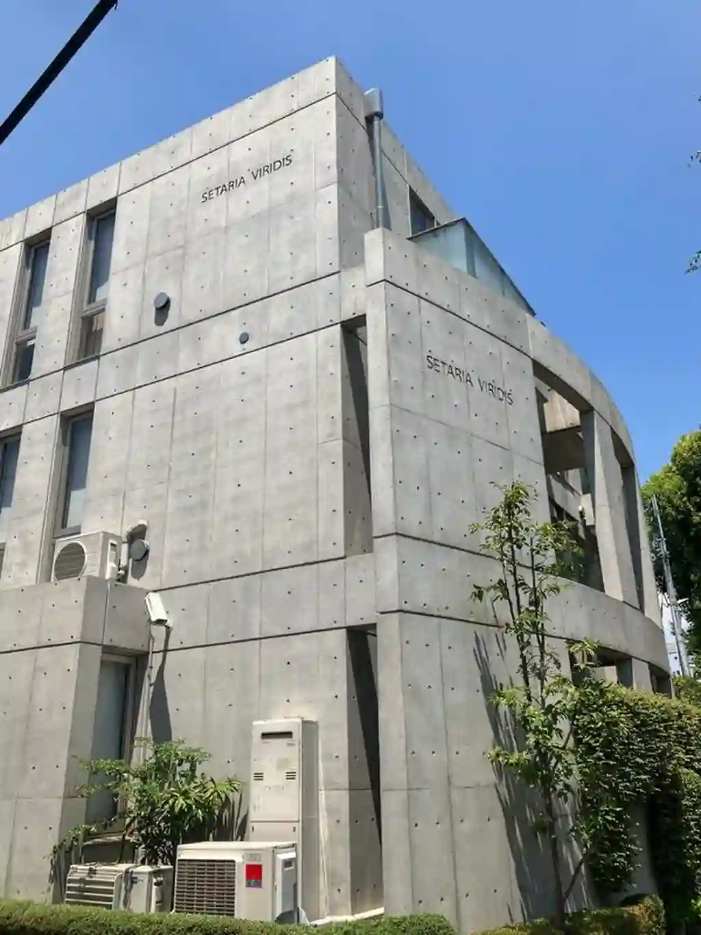 セタリアヴィリディス 外観