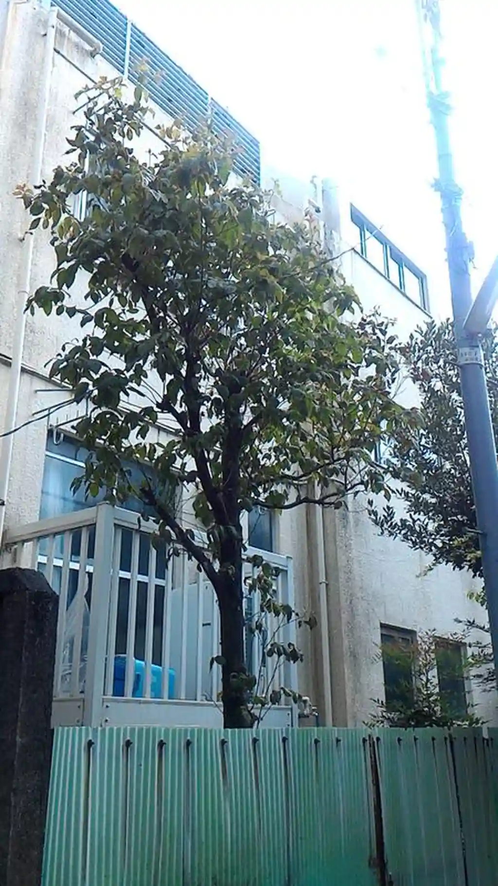 ハイツ大川 外観