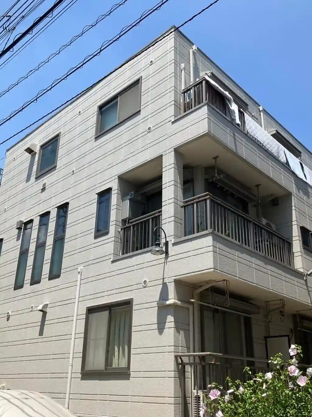 キャベッジホワイト 外観