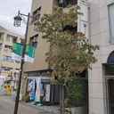 観月ビル 外観