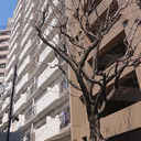 朝日板橋マンション 外観