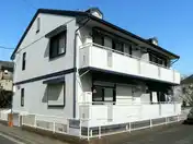 チシロサイネリアI