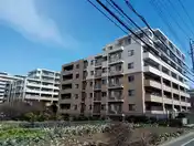 アデニウム吉祥寺
