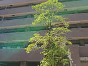 ライオンズステーションプラザ中井 外観