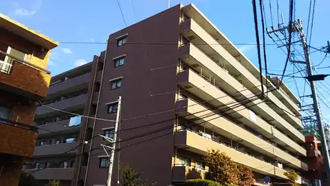 クリザンテム市が尾