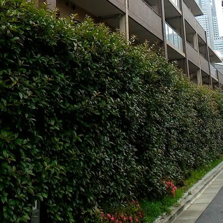 メゾンカルム西新宿 外観