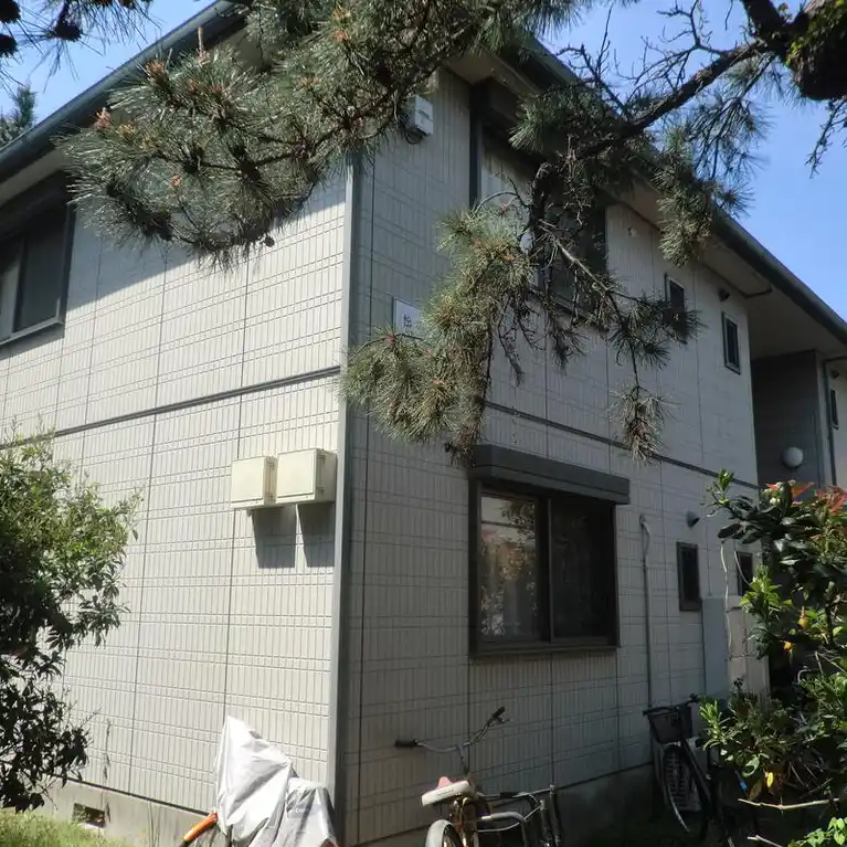 松の木A